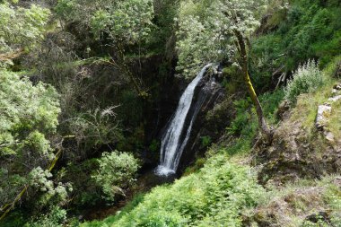 Yeşil ormanda şelale