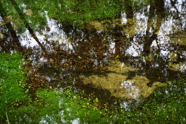 Ağaç gövdesi yansımalarıyla su yüzeyinde süzülen sonbahar renklerinde arzulu ölü ağaç yaprakları.