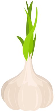 Beyaz üzerine izole edilmiş taze sarımsak.