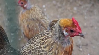 Çiftlikteki tavuk kümesinde tutsak kalmış dost canlısı bir tavuk.