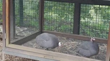 İki huzursuz hindi bir tavuk kümesinde kilitli.