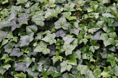 Bahçedeki sarmaşık yapraklarının arka planı