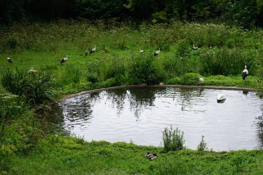 Göl kıyısında yürüyen leylek sürüsü