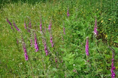 Vahşi, işlenmemiş yüksükotu çiçekleri.