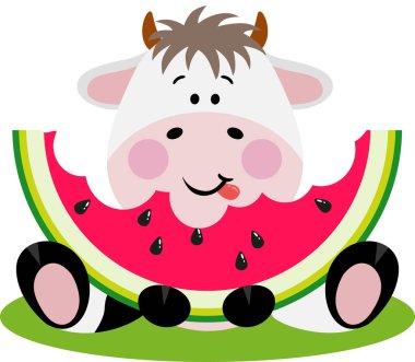 Şirin inek oturmuş bir dilim karpuz yiyor.