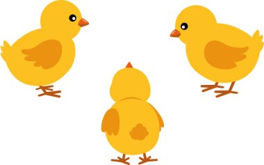 Üç sevimli sarı civciv takımı