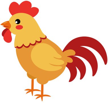 Çiftlik horozu beyazda izole