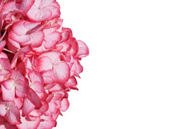        Pembe Ortanca Parlak Işıkta Çiçek Açar                        