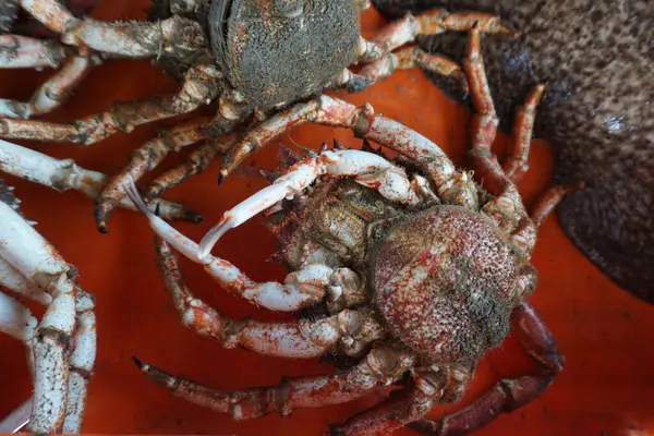 Lezzetli Portekiz Santola Hayvan Yengeçleri                               