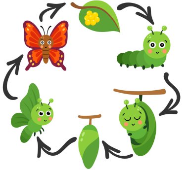 Bir Kelebeğin Tüm Yaşam Döngüsü