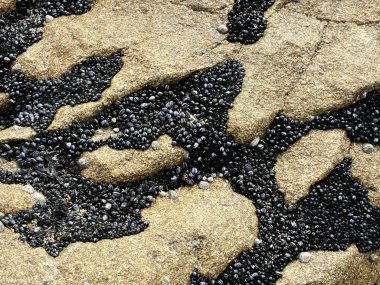 Kıyı Kayası 'ndaki midyeler