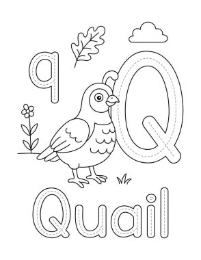 Q harfi ile bıldırcın renklendirme sayfası