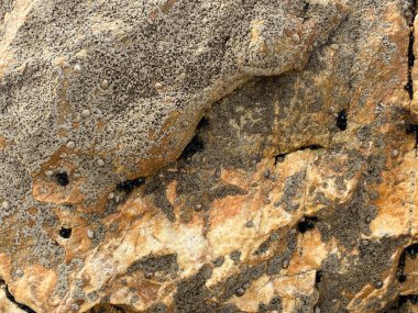 Barnacles ve Lichen ile desenli kayalar