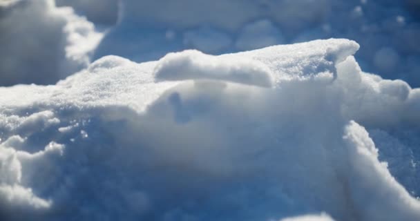 Zypressen Wiegen Sich Schnee Park Fallende Schneeflocken Winter Dicker Schnee — Stockvideo