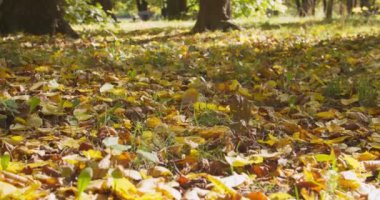 Şehir parkındaki sarı akçaağaç yapraklarının yakın görüntüsü. Düşük açılı yürüyüş atışı. Güzel bir bokeh ile tarlanın derinliği. Güneş parlıyor sahne.