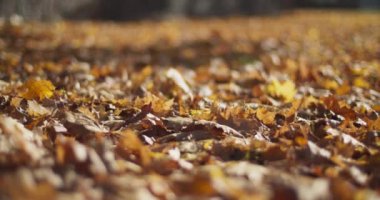 Şehir parkındaki sarı akçaağaç yapraklarının yakın görüntüsü. Düşük açılı yürüyüş atışı. Güzel bir bokeh ile tarlanın derinliği. Güneş parlıyor sahne.