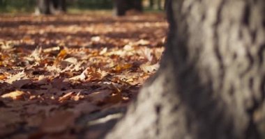 Parkta yerdeki kahverengi, turuncu ve sarı yaprakları kapat, yavaşça güzel bokeh ile odaklan. Doğa konsepti.