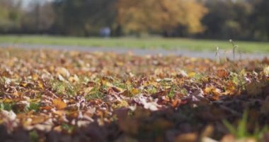 Autumn City Parkı 'nda patenli canavarlar. Yere düşen kuru yapraklarla alçak açılı görüş açısını kapat. Güz dönemi spor aktiviteleri ve boş zaman.