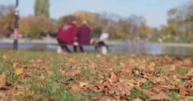 Yere düşen sonbahar akçaağaç ve meşe yaprakları. Bulanık arka planda bankta oturan insanların olduğu düşük açılı Dolly Crab çekimi. Şehir parkında sonbahar sezonu. Boş zaman..