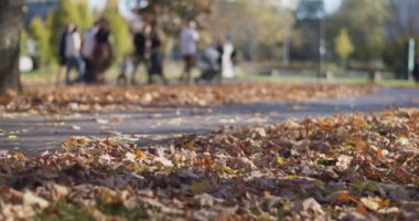 Yere düşen sonbahar akçaağaç ve meşe yaprakları. Bulanık arka planda yürüyen aile fertleriyle dantel yengeç pozu. Şehir parkında sonbahar sezonu. Boş zaman..
