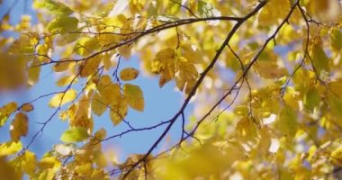 Nature Video Senaryosu. Sonbaharda rüzgarın estiği altın sarısı yaprakların yakın çekim sahnesi. Bulanık renkli bokeh arka plan, doğa konsepti..