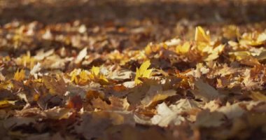 Şehir parkında yerdeki sarı akçaağaç yapraklarının yakın görüntüsü. Yavaş çekimde düşen altın yapraklar. Düşük açılı doli atışı. Güzel ağaçlar ve çitlerle dolu tarlanın derinliği. Güneş parlıyor sahne.