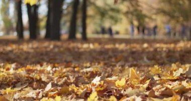 Şehir parkında yerdeki sarı akçaağaç yapraklarının yakın görüntüsü. Yavaş çekimde düşen altın yapraklar. Düşük açılı doli atışı. Güzel ağaçlar ve çitlerle dolu tarlanın derinliği. Güneş parlıyor sahne.