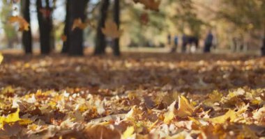 Şehir parkında yerdeki sarı akçaağaç yapraklarının yakın görüntüsü. Yavaş çekimde düşen altın yapraklar. Düşük açılı doli atışı. Güzel ağaçlar ve çitlerle dolu tarlanın derinliği. Güneş parlıyor sahne.