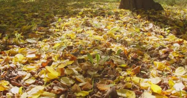 市内公園で黄色のカエデの葉のクローズアップビュー 低角度の歩行ショット 美しいボケを持つフィールドの深さ 太陽が現場を明るくした — ストック動画