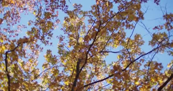 Câmera Olha Para Cima Girar Sob Árvores Ramos Árvore Dourado — Vídeo de Stock