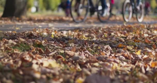Pessoas Andam Bicicleta Parque Cidade Durante Temporada Outono Movimento Lento — Vídeo de Stock