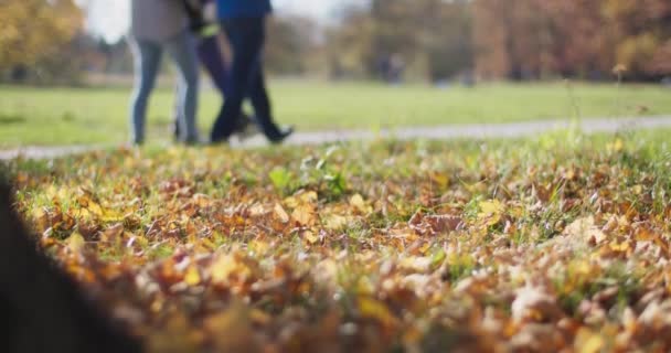 有孩子的家庭在秋天的城市公园散步 关闭低角度的视野与落叶在地面上 秋天的季节溜冰鞋小子 — 图库视频影像