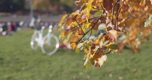Fahrräder Herbstlichen Stadtpark Baumzweig Mit Grünen Blättern Vordergrund Herbstsaison Der — Stockvideo