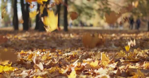 市内公園の地面に黄色のカエデの葉のクローズアップビュー スローモーションで黄金の葉が落ちる 低角度のドリーショット 美しいボケと木々とフィールドの深さ 太陽が現場を明るくした — ストック動画