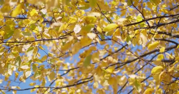 Nature Video Scenario Scene Close Golden Yellow Leafs Blowing Wind — Stock Video