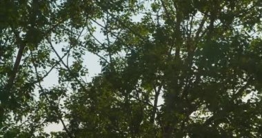 Rüzgarda sallanan yeşil yapraklı ağaçlar. Mavi gökyüzü
