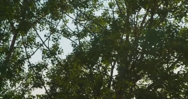 Árvores Com Folhas Verdes Tecendo Vento Céu Azul — Vídeo de Stock