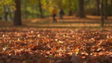 Sonbahar kenti orman parkında yere düşen akçaağaç yaprakları. İnsanlar sonbahar parkında yürüyor.. 