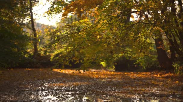 Scénická Podzimní Jezero Mnoha Listy Plují Vodě Krásné Zelené Stromy — Stock video