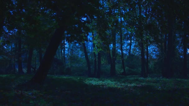Karanlık Gece Ormanı Ağaçların Çimlerin Üzerinde Işığı — Stok video