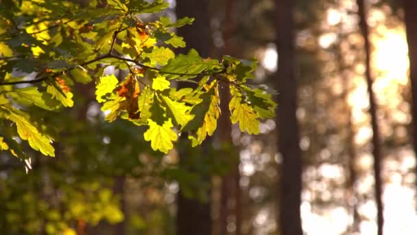 Herbst Ahornblatt Baum Herbst Grüne Blätter Saison Wald Naturlandschaft Nahaufnahme — Stockvideo