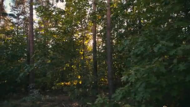 Вид Через Лес Деревья Солнце Блики Лесу Ветви Блики Объектива — стоковое видео