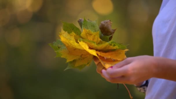 Молодая Девушка Держит Руках Красивые Осенние Листья Фон Размытого Парка — стоковое видео