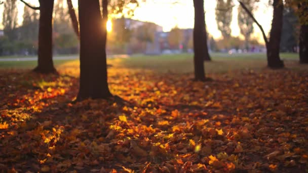 Autumn Leafs City Park Sunset Bicycles Blurred Background — Stock Video