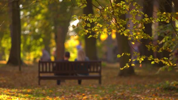 若いカップルが秋の公園のベンチに座っている 前景に緑の葉を持つ青みがかった背景 — ストック動画