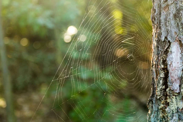 Ağaca bağlı bir ormanda örümcek ağı
