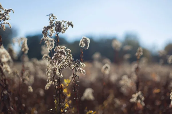 Sonbahar çayır manzarasında Solidago virgauera çiçeği güzel bir tarla derinliği ile yakın plan görüntüsü