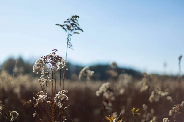Sonbahar çayır manzarasında Solidago virgauera çiçeği güzel bir tarla derinliği ile yakın plan görüntüsü