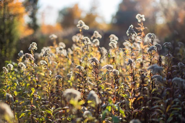 Sonbahar çayır manzarasında Solidago virgauera çiçeği güzel bir tarla derinliği ile yakın plan görüntüsü