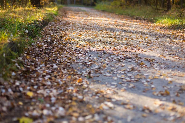 Sarı ağaçlar ve güneşli güzel sonbahar manzarası. Parkta renkli yapraklar var. Yolda düşen yapraklar, doğal arka plan.